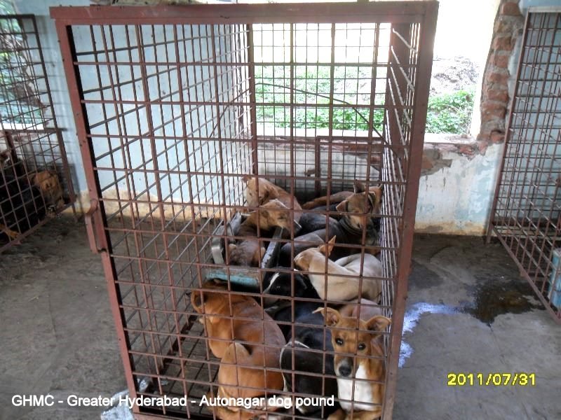pomeranian puppies for free adoption in hyderabad dogs in hyderabad pomeranian puppies for free adoption in hyderabad dogs in hyderabad