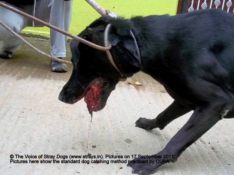 how to catch a stray dog how to catch a stray dog