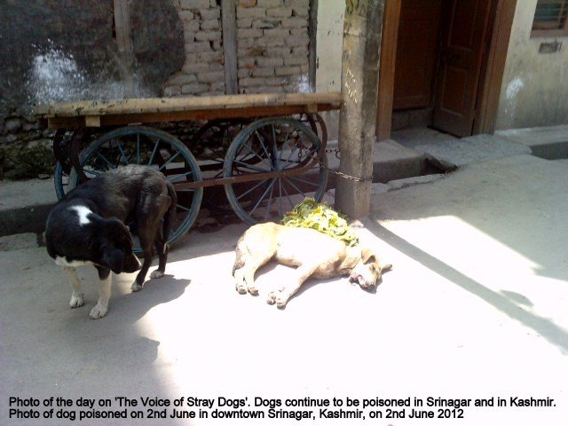 These pictures are from 2 June 2012 from downtown Srinagar where a dog investigates its poisoned brother, and walks away. The name of the photographer is being withheld on request.