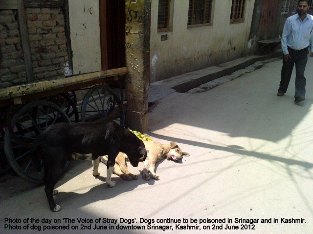 Photo 2: These pictures are from 2 June 2012 from downtown Srinagar where a dog investigates its poisoned brother, and walks away. The name of the photographer is being withheld on request.