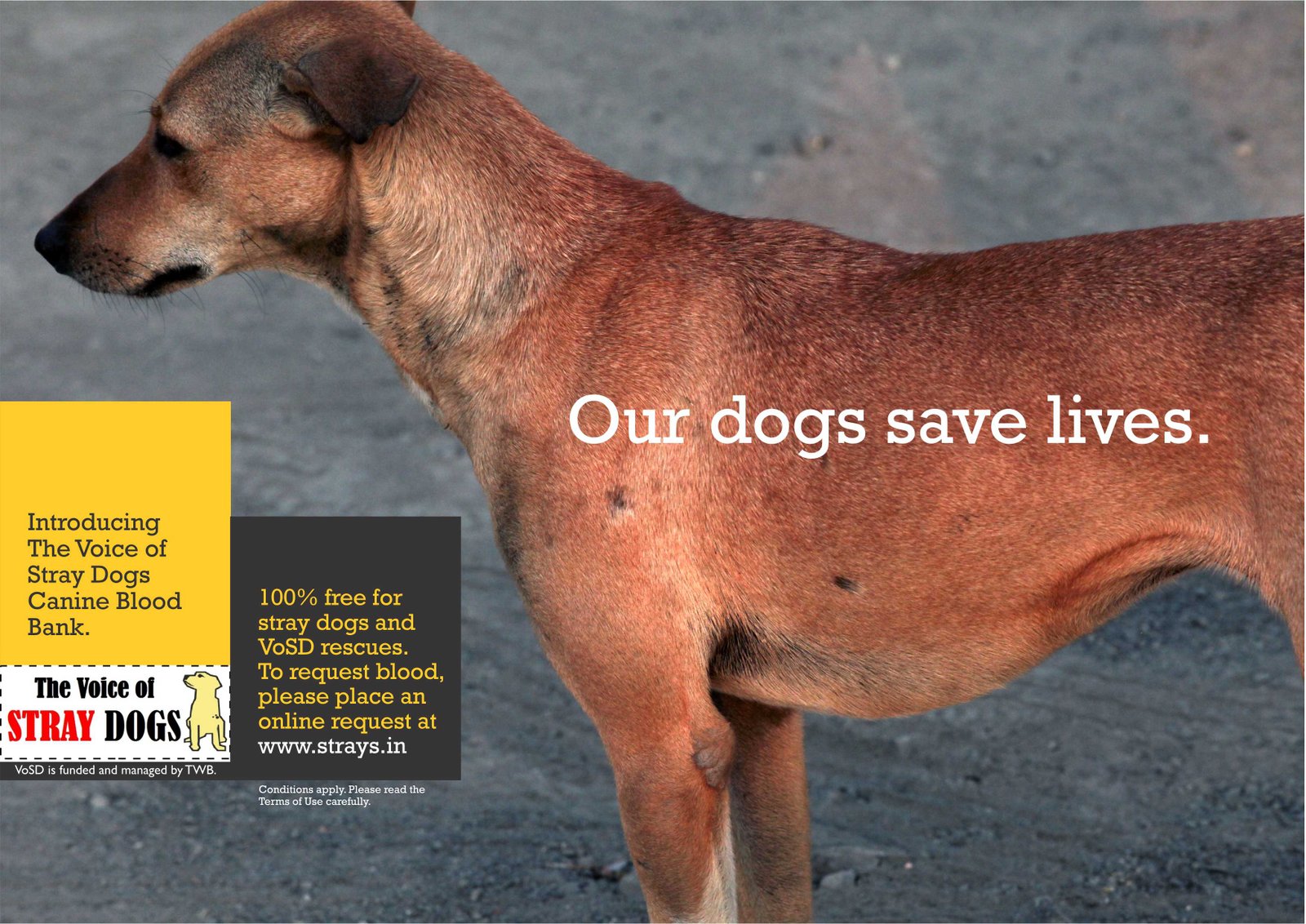 Rescue Stray Dogs Bangalore Rescue Stray Dogs Bangalore