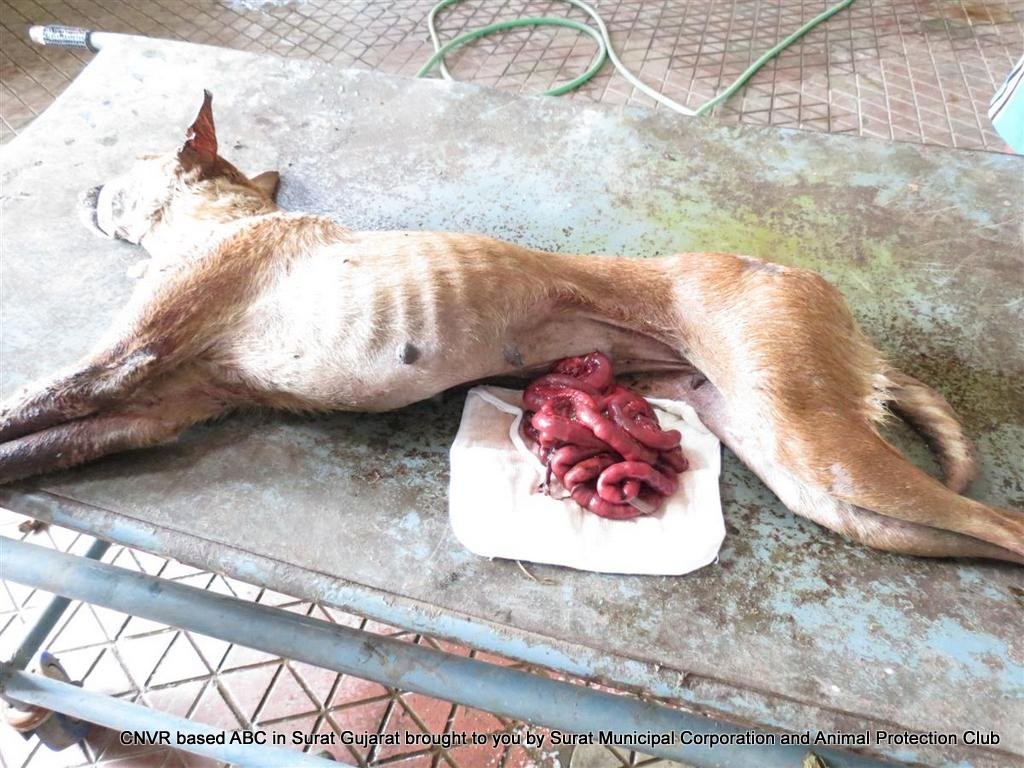 CNVR Dog in India
