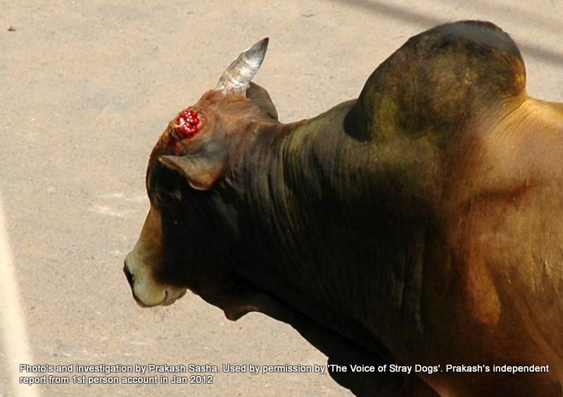 the supreme court of india rules against animal abuse bans