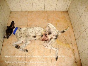 Dead dog 2