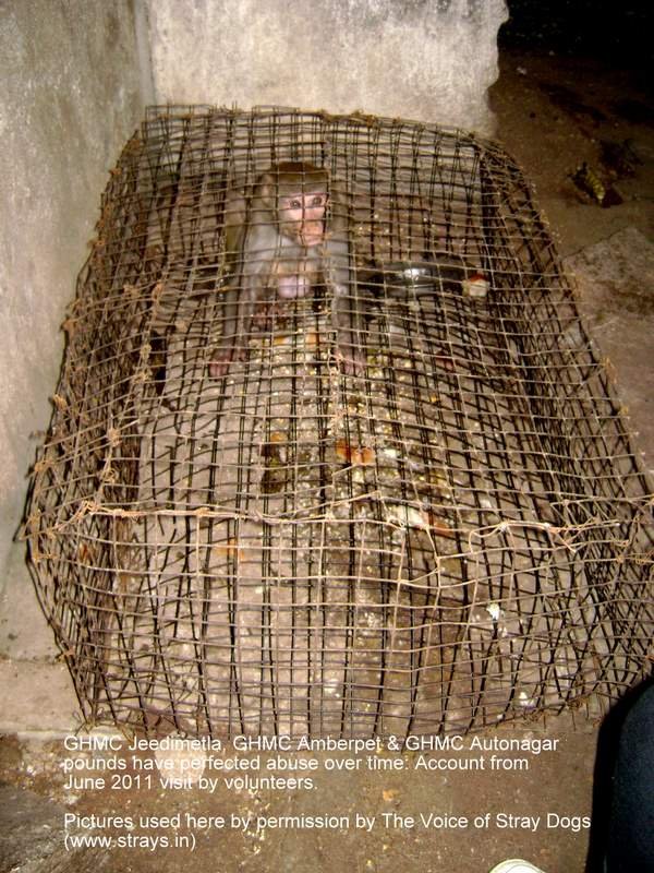 Monkey put in a cage and cannot move