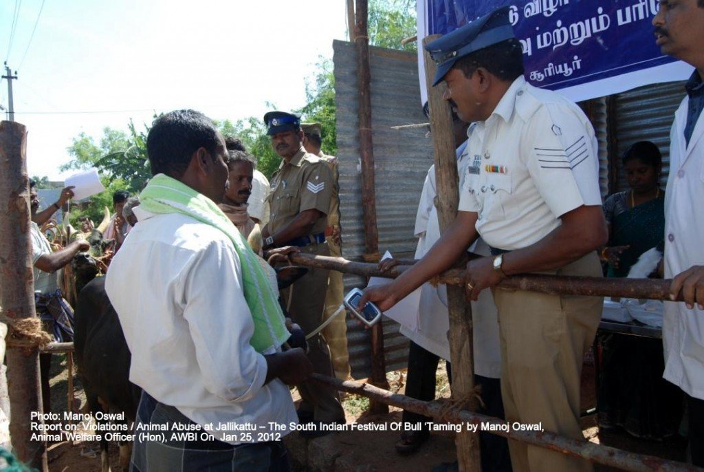 Inspection of bulls: Alcohol testing happened only in Periyasuriyur. They are made to gulp liquor after the test. Jalikattu on The Voice of Stray Dogs