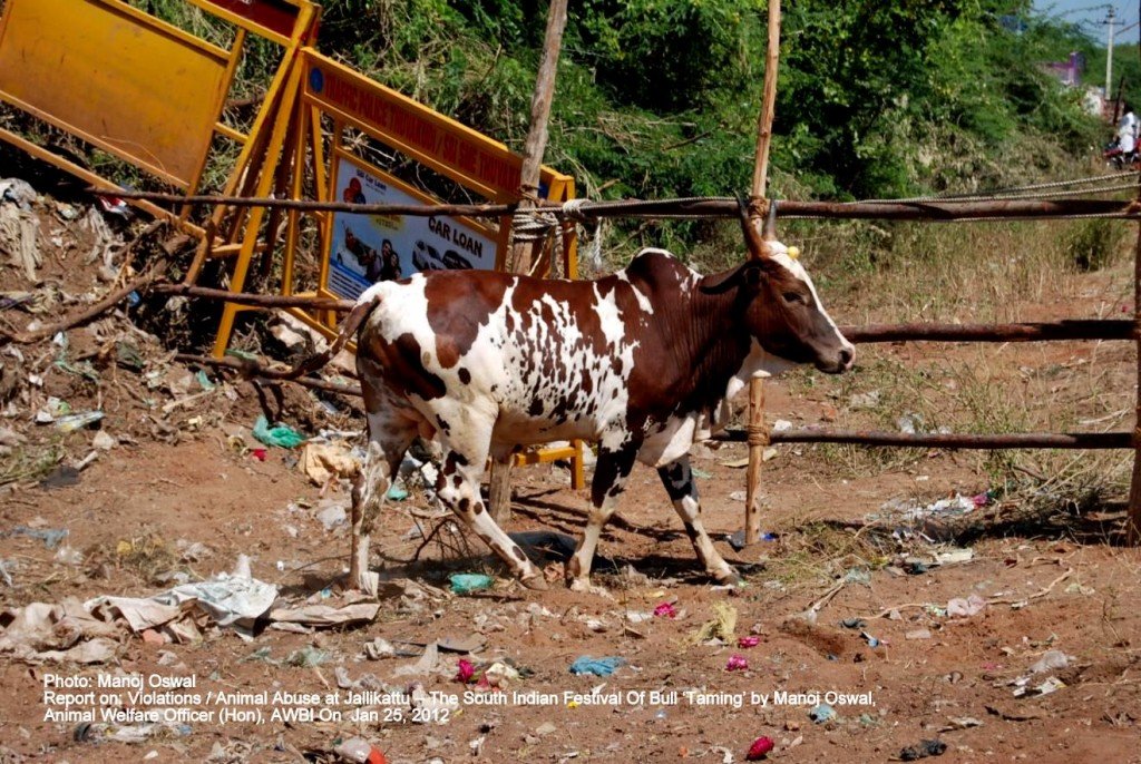 Bull arena: Symbolic arrangements in Periyasuriyur. Barricades lying unsued. Bulls were led into a wasteland full of thorny bushes and vegetation growth. Jalikattu on The Voice of Stray Dogs