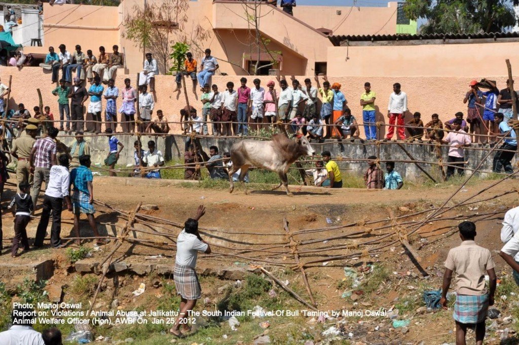 Bull arena: This led to a free for all for people and bulls both. The barricades were destroyed in no time. Jalikattu on The Voice of Stray Dogs
