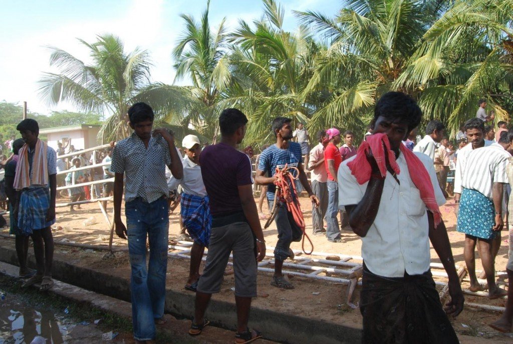 The coconut grove that was designated as bull yard was full o people of all kinds who were running behind the bulls. The area was so unsafe that NO ONE including this observer or the photographer could conduct their observation without the fear or being trampled upon. Jalikattu on The Voice of Stray Dogs