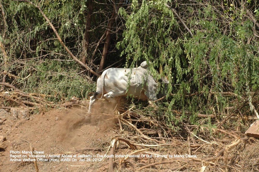 Ananiyapuram. In one case the bull yardâs existence hand no meaning as no bull seemed to have gone in there. Jalikattu on The Voice of Stray Dogs