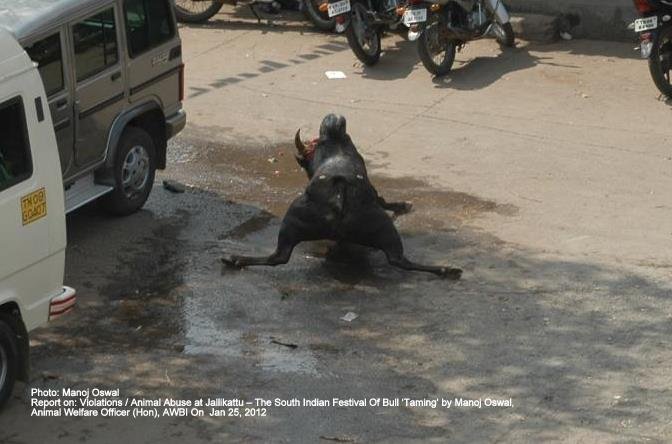 Falls like these cause the animals to suffer fractures making them more aggressive from the agonizing pain they themselves suffer. Jalikattu on The Voice of Stray Dogs