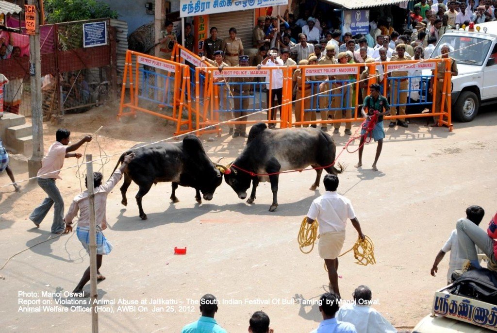 Unregistered/ Parallel Jalikattu's: There were not just human to bull fights but the parallel jallikattus also had bull fights in their entertainment package. Huge audience was a spectator to this as the handlers instigated the fights. Jalikattu on The Voice of Stray Dogs