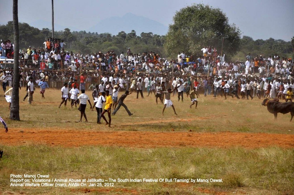 In Sira Vayal after some time the crowd felt that the registered participant were not entertaining enough and they themselves were no less talented, so everyone their his hand at bull taming. The rules and orders first became the casualty Jalikattu on The Voice of Stray Dogs