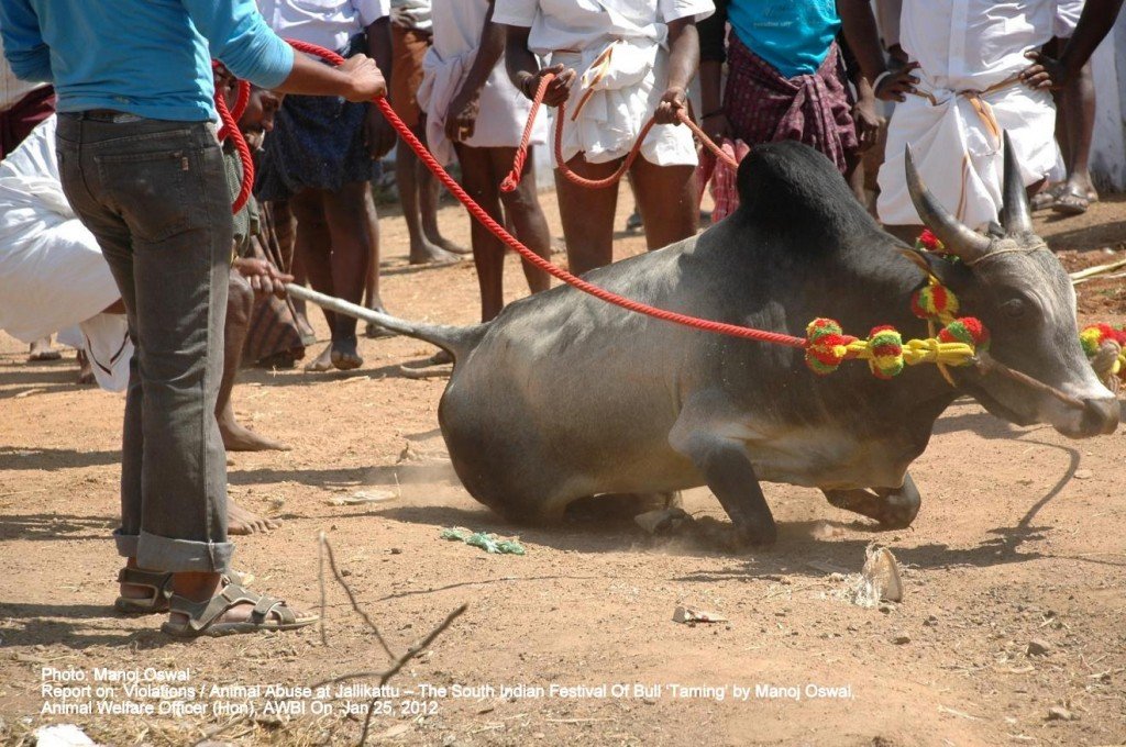 This is how the tired bull was resting in the yard. No water, no fodder, however the exhausted animals peaceful existence did not cut much into the satisfaction of onlookers who wanted to âsee the bull in actionâ and so untrained people pulled every âstringâ (or tails and ropes) to do the cameo outside the arena too. (Location : Periyasiriyur) Jalikattu on The Voice of Stray Dogs