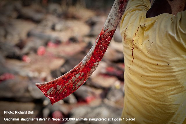 After slaughtering an animal the blade is wiped on the its belly to remove the blood and before the next one is slaughtered