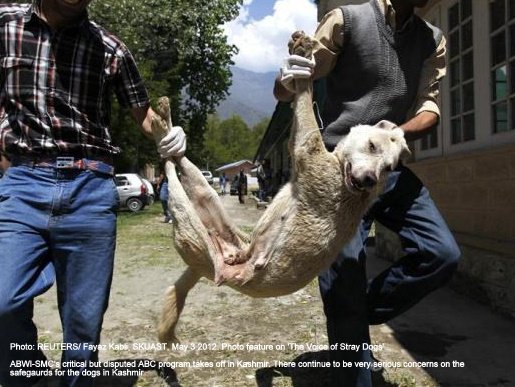Kashmiri veterinary paramedics carry a female stray dog after giving her anaesthesia during a sterilization process at a veterinary hospital of Sher-e-Kashmir University of Agricultural Sciences and Technology (SKUAST) in Shuhama, east of Srinagar, May 3, 2012.
