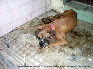 Rani - the maggot infested Boxer of a senior Income Tax official: A journalist informed about this boxer in a pathetic condition. What you see (the white stuff) are maggot eggs and her swollen cheek had worms and maggots inside her mouth. Her skin was coming apart and her underbelly was beginning to rot...This has to be the worst case of neglect seem as yet by us in IDA. She belonged to an income-tax officer who bred her till she was old and then just dumped her across his wall when he had no use for her. An FIR was lodged. She lived for a few weeks stood on her feet to feed herself but died subsequently again of organ failure. She died loved and cared for...that is what matters.