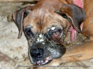 Rani - the maggot infested Boxer of a senior Income Tax official: A journalist informed about this boxer in a pathetic condition. What you see (the white stuff) are maggot eggs and her swollen cheek had worms and maggots inside her mouth. Her skin was coming apart and her underbelly was beginning to rot...This has to be the worst case of neglect seem as yet by us in IDA. She belonged to an income-tax officer who bred her till she was old and then just dumped her across his wall when he had no use for her. An FIR was lodged. She lived for a few weeks stood on her feet to feed herself but died subsequently again of organ failure. She died loved and cared for...that is what matters.