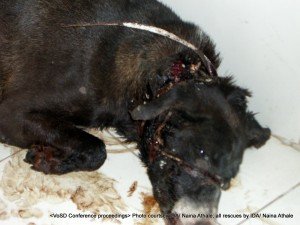 Dog with a nylon rope tied around his mouth and head in Navi (New) Mumbai: The rope ate into the flesh and was maggot infested. For 10 days no-one helped the dog in plan view in front of busy suburban railway station. He died the day after being rescued by IDA/ Naina Athale