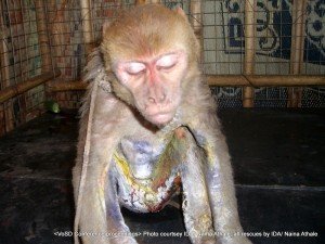 Long distance sexual 'companion' for truckers: This female monkey - brought to IDA after found burnt after coming in contact with high tension wire in a long distance truck depot. On investigating IDA found that many female monkeys are kept by truck drivers as 'companions' on long distance travel. She died the same day but a lot of noise was made at the truck depot to 'spread the message' and dissuade this practice. The man responsible for abusing this female could not be found
