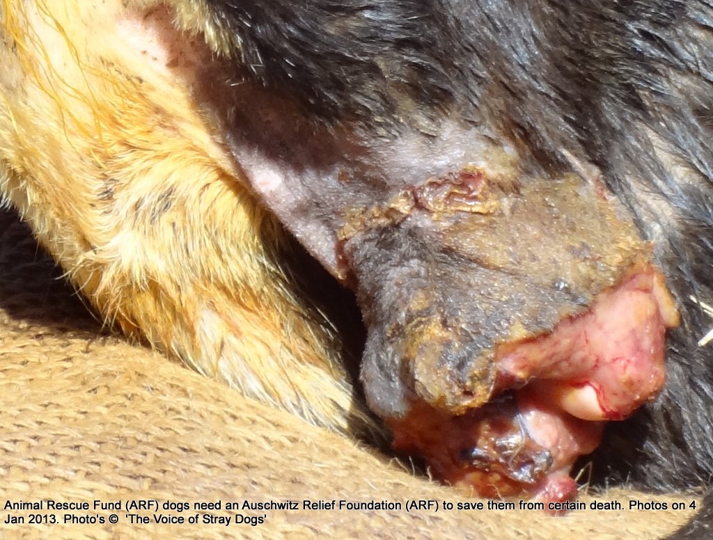 Photo on 4 Jan 2013 @ ARF: Amputation of an accident case - ARF style. No stictches, skin cover, follow up medication. An open festering wound dripping pus and dying flesh. Maybe the dog dies of gangrene. Maybe it lives. No one is really bothered.