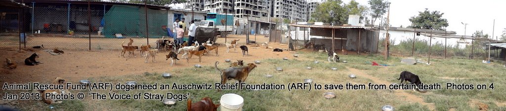 Photo on 4 Jan 2013 @ ARF: When we reached there it was what we were told - the problem was food. Turns out that it's the least of the problems. The problem is total apathy of the staff and management. No medical attention to the dogs AND bad food. On 5th a volunteer went carrying biscuits and fights broke out because all the dogs wanted to eat at the same time even as food lies infested with flies here.