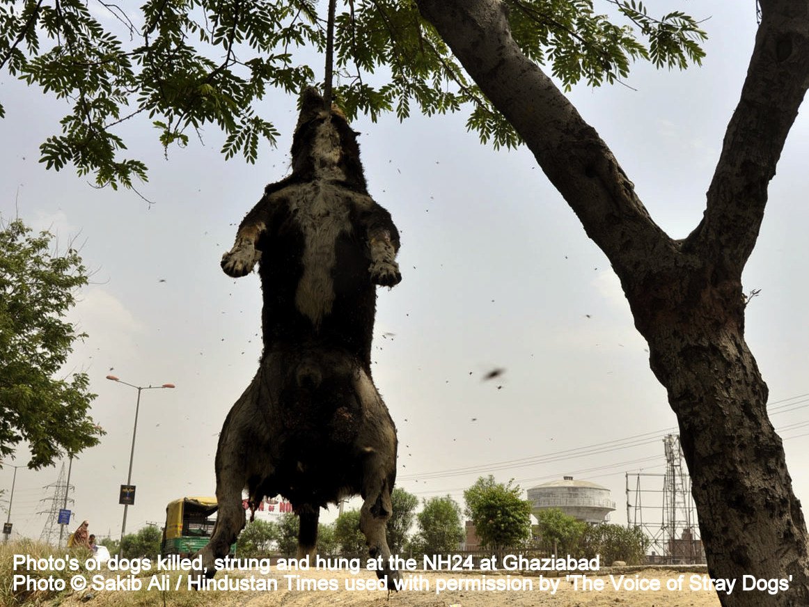 Ghaziabad, India - April 13:Two stray dogs were found hanging to a tree on Saturday at NH 24. Animal right activists alleged the role of locals to have mercilessly killed the canine , in Ghaziabad, India, on Saturday, April 13, 2013. (Photo by Sakib Ali / Hindustan Times)