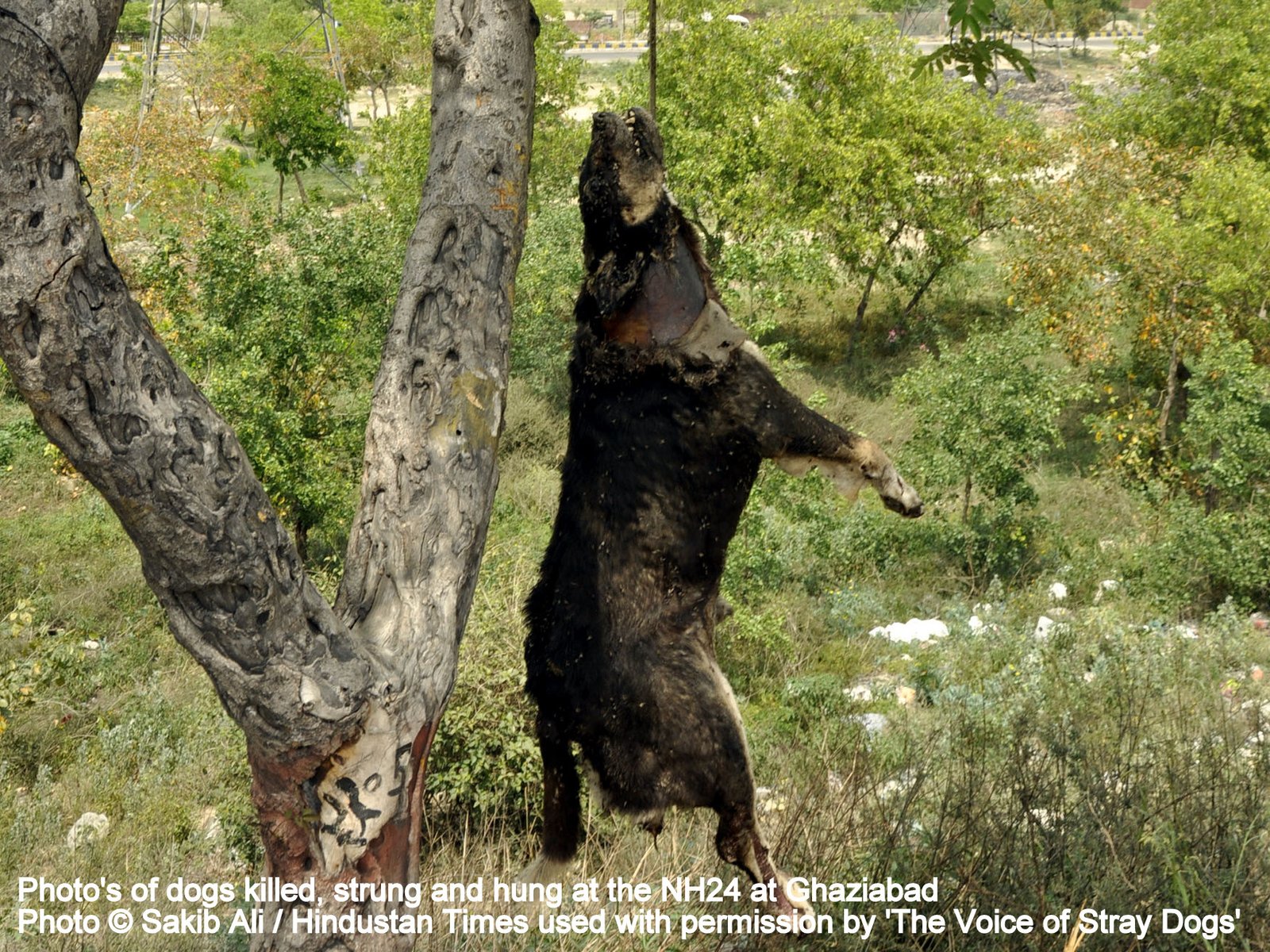 Ghaziabad, India - April 13:Two stray dogs were found hanging to a tree on Saturday at NH 24. Animal right activists alleged the role of locals to have mercilessly killed the canine , in Ghaziabad, India, on Saturday, April 13, 2013. (Photo by Sakib Ali / Hindustan Times)