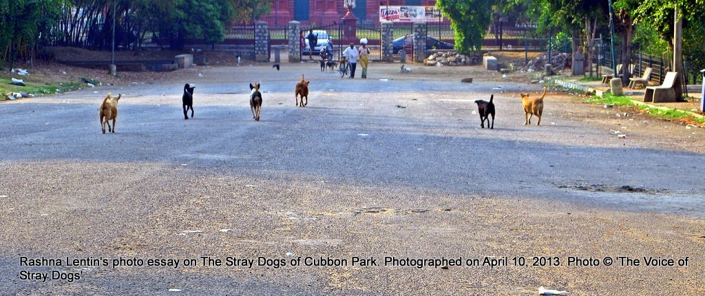 The dogs run to the entrance gate to greet their daily feeder - and very poor woman called Uma - who bring s them packets of cooked rice every day