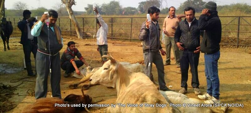 the survivors were brought in via a makeshift ramp at a gaushala with over 400 cows and one trainee vet. SPCA Noida provided Hebron, the trained vet to resuscitate the animals. Vineet Arora is 2nd from right