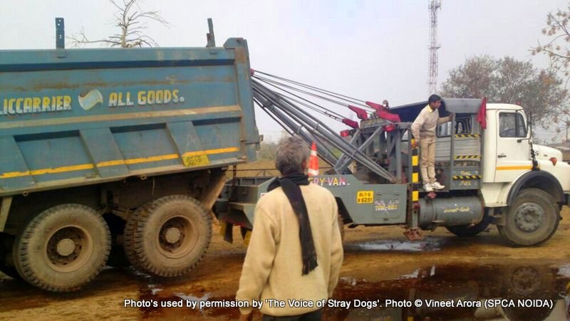 This is the tipper truck that developed a fault and was left on the road as the driver fled leaving 18 suffocating animals behind