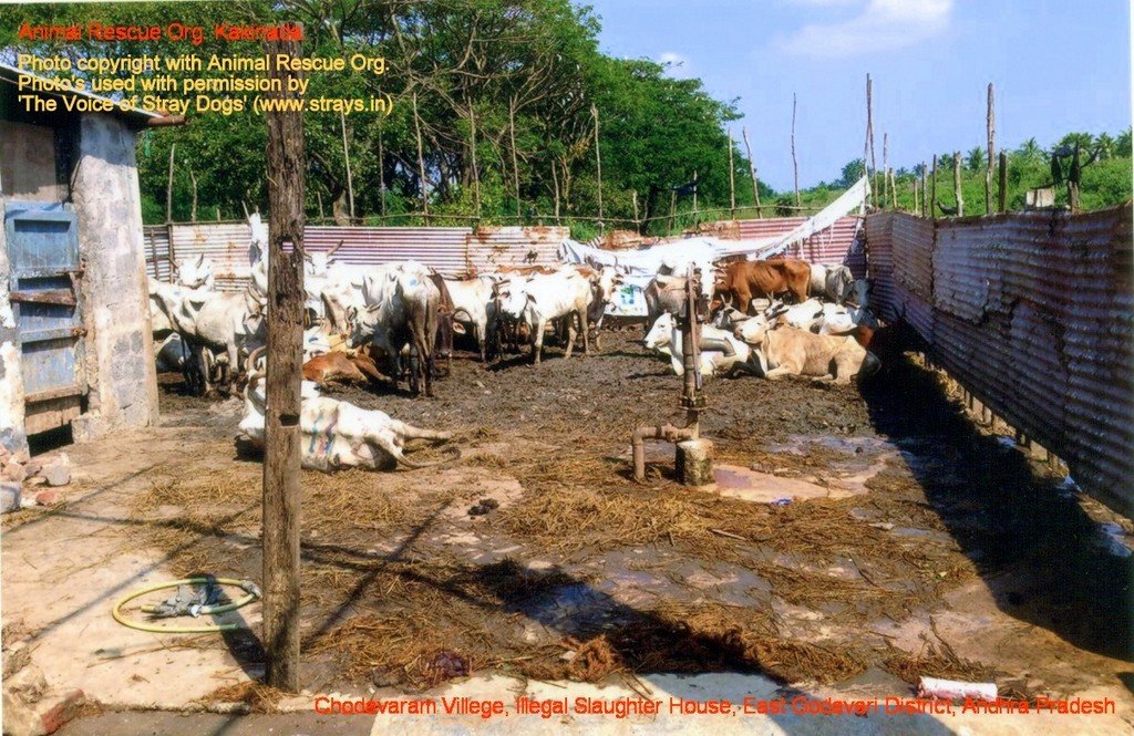 Chodavaram village illegal slaughter house East Godavari District (AP, India): Illegal slaughter in India. Pictures © Animal Rescue Org. Kakinada. Used with permission by 'The Voice of Stray dogs' (www.strays.in)