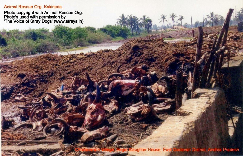 Chodavaram village illegal slaughter house East Godavari District (AP, India): Illegal slaughter in India. Pictures © Animal Rescue Org. Kakinada. Used with permission by 'The Voice of Stray dogs' (www.strays.in)