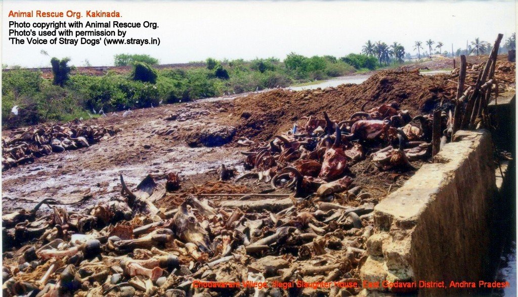 Chodavaram village illegal slaughter house East Godavari District (AP, India): Illegal slaughter in India. Pictures © Animal Rescue Org. Kakinada. Used with permission by 'The Voice of Stray dogs' (www.strays.in)