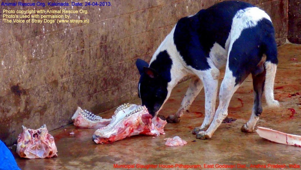 Municipal Slaughter House, Pithapuram, East Godavari District (AP, India): Illegal slaughter in India. Pictures © Animal Rescue Org. Kakinada. Used with permission by 'The Voice of Stray dogs' (www.strays.in)