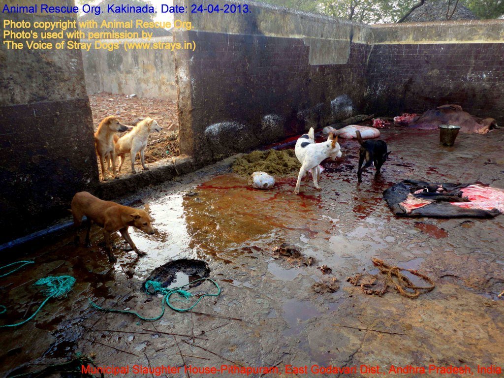Municipal Slaughter House, Pithapuram, East Godavari District (AP, India): Illegal slaughter in India. Pictures © Animal Rescue Org. Kakinada. Used with permission by 'The Voice of Stray dogs' (www.strays.in)