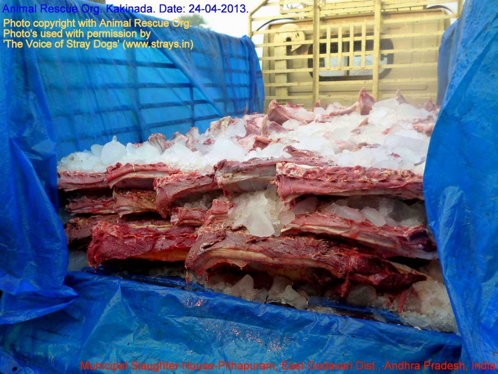 Municipal Slaughter House, Pithapuram, East Godavari District (AP, India): Illegal slaughter in India. Pictures © Animal Rescue Org. Kakinada. Used with permission by 'The Voice of Stray dogs' (www.strays.in)