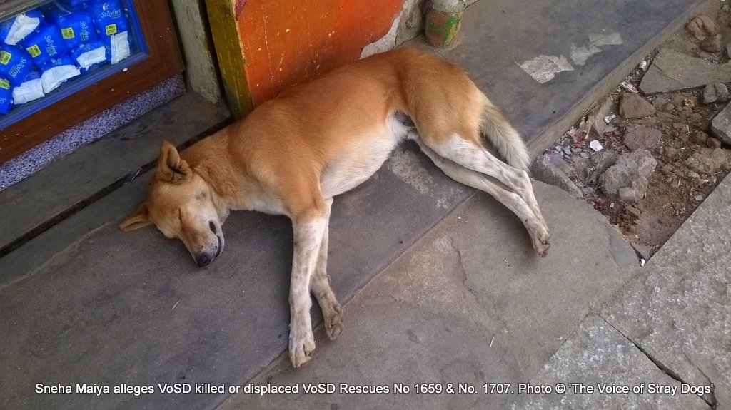 VoSD Rescue No 1659.25.02.14 fully recovered and released on location on March 19, 2014
