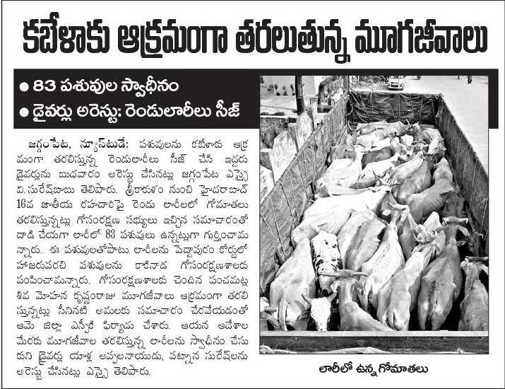 Cows illegally transported for slaughter, now at SPCA Kakinada.(AP, India): Illegal slaughter in India. Pictures © Animal Rescue Org. Kakinada. Used with permission by 'The Voice of Stray dogs' (www.strays.in)