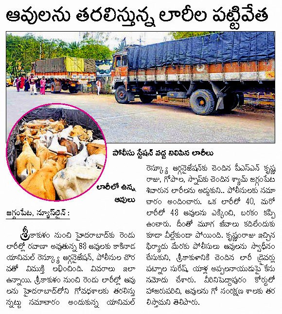 Cows illegally transported for slaughter, now at SPCA Kakinada.(AP, India): Illegal slaughter in India. Pictures © Animal Rescue Org. Kakinada. Used with permission by 'The Voice of Stray dogs' (www.strays.in)