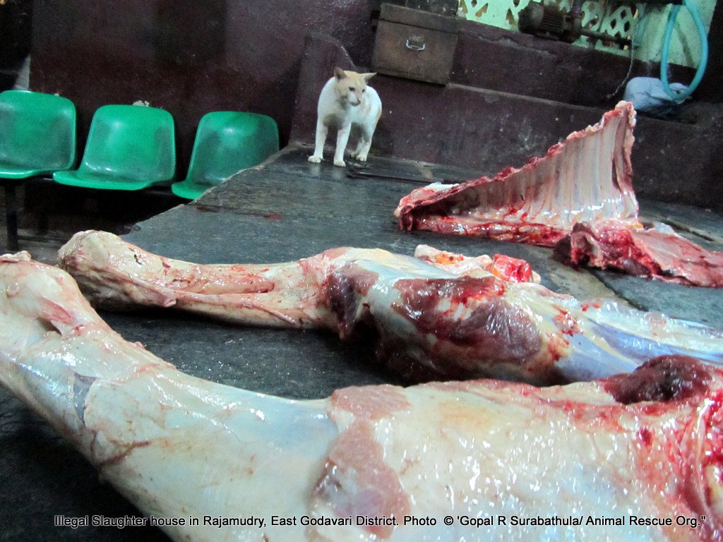 Attracting other animals in to the slaughter house and letting them to lick the product which is about to sale for human consumption.