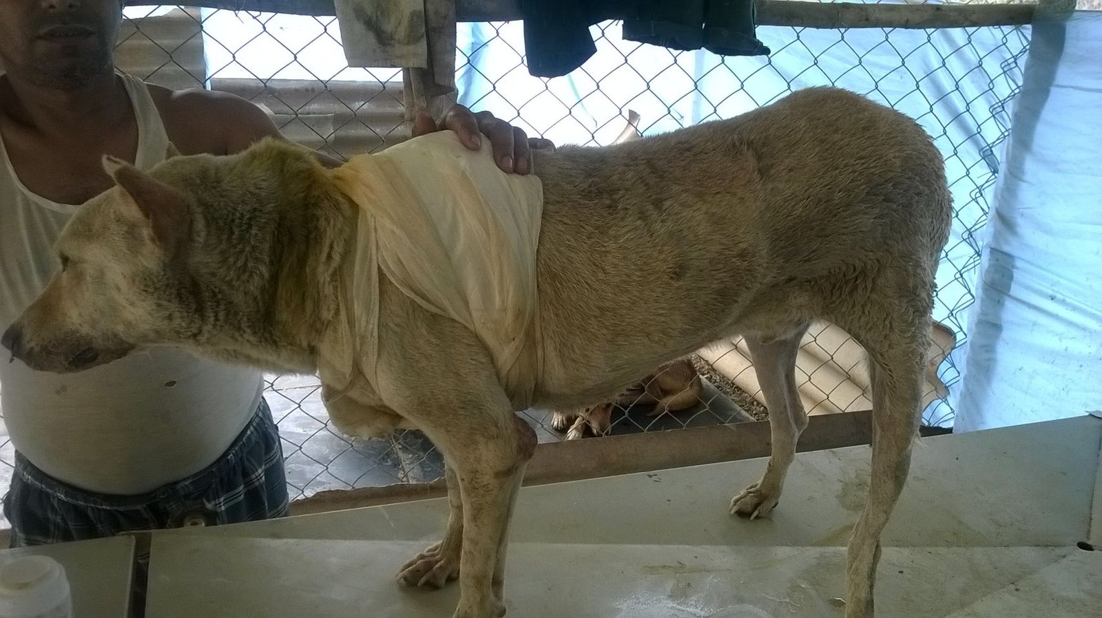 Last published picture of 3000.22.09.14 came from Mahadevpura. Last treatment was done on Oct 11, Sat evening. The dog was healing well eating well and very friendly. Was on Enrocine and Melonex. Days with VoSD: 21 days