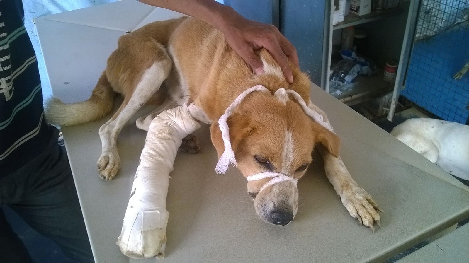 Last published picture of 2440.30.07.14 last treatment on 13th evening, 14th morning the dog was found dead. An autopsy was performed by the vet we outsource to. Days with VoSD: 75 days