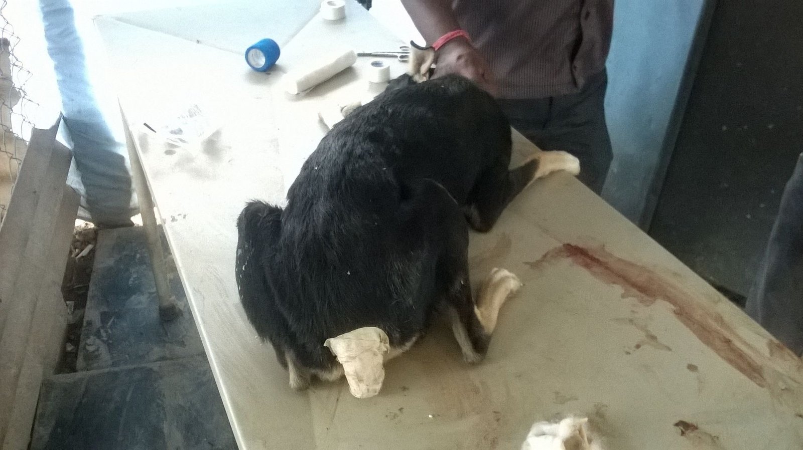 Last published picture of VoSD Accident Alert No 3010.24.09.14 from JP Nagar. Died in the intervening night of Oct 7 and morning of Oct 8. No internal injury. Healing well very friendly. Was on painkiller and basic antibiotics Days with VoSD: 15 days