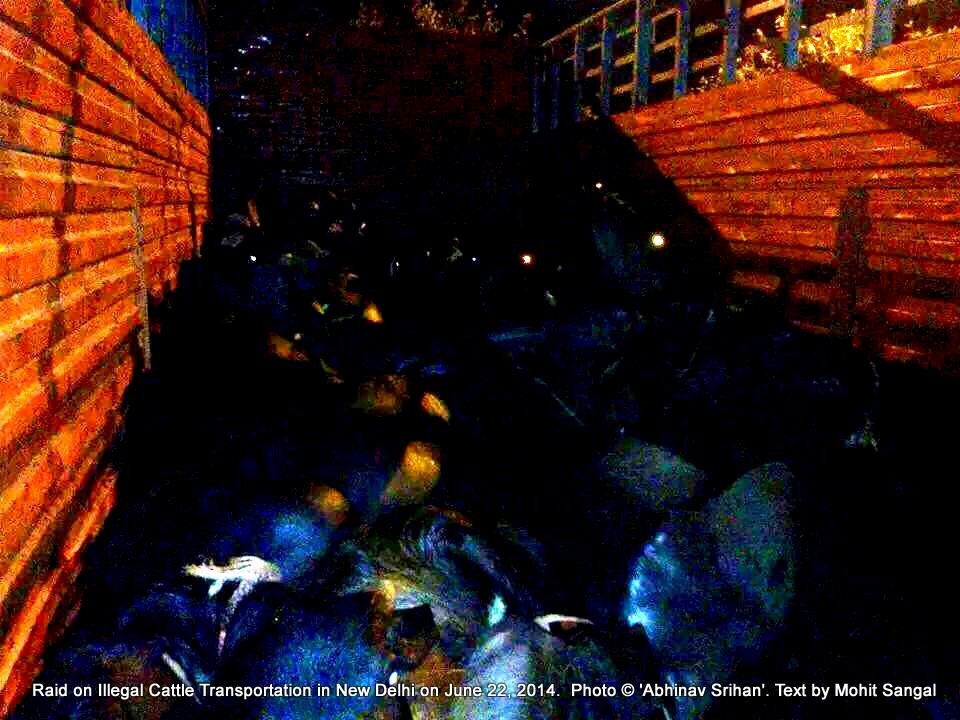 Activist raid in New Delhi on illegal transport for slaughter of buffaloes. Over 300 badly injured animals rescued.